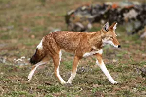 Simensis: Abyssinian / Ethiopian Wolf / Simien Jackal / Simien
