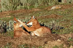 Simensis: Abyssinian / Ethiopian Wolf / Simien Jackal / Simien