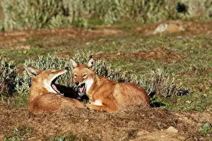 Simensis: Abyssinian / Ethiopian Wolf / Simien Jackal / Simien