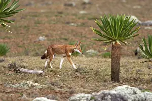 Simensis: Abyssinian / Ethiopian Wolf / Simien Jackal / Simien