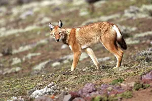 Simensis: Abyssinian / Ethiopian Wolf / Simien Jackal / Simien