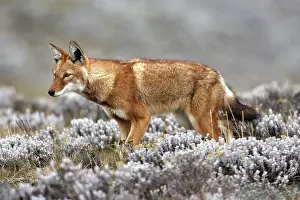 Simensis: Abyssinian / Ethiopian Wolf / Simien Jackal / Simien