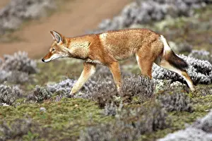 Simensis: Abyssinian / Ethiopian Wolf / Simien Jackal / Simien