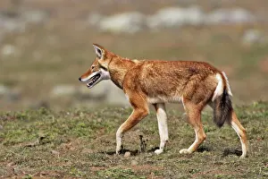 Simensis: Abyssinian / Ethiopian Wolf / Simien Jackal / Simien