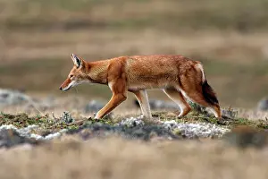 Simensis: Abyssinian / Ethiopian Wolf / Simien Jackal / Simien