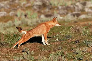 Simensis: Abyssinian / Ethiopian Wolf / Simien Jackal / Simien