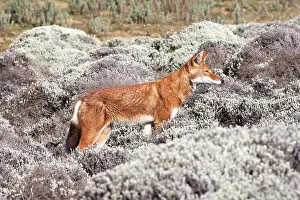 Simensis: Abyssinian / Ethiopian Wolf / Simien Jackal / Simien