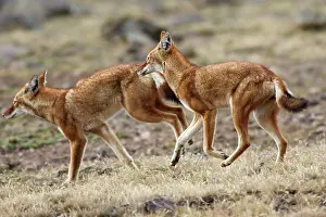 Simensis: Abyssinian / Ethiopian Wolf / Simien Jackal / Simien