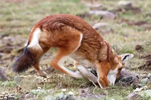 Simensis: Abyssinian / Ethiopian Wolf / Simien Jackal / Simien