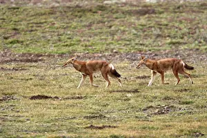 Simensis: Abyssinian / Ethiopian Wolf / Simien Jackal / Simien