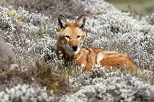 Simensis: Abyssinian / Ethiopian Wolf / Simien Jackal / Simien