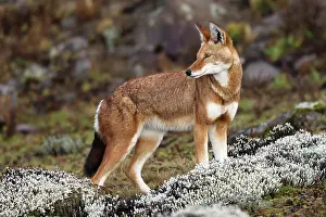 Simensis: Abyssinian / Ethiopian Wolf / Simien Jackal / Simien
