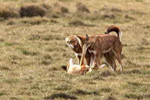 Infront: Abyssinian / Ethiopian Wolf / Simien Jackal / Simien