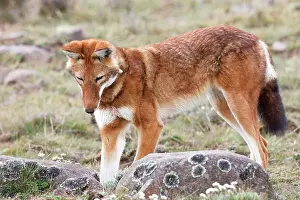 Simensis: Abyssinian / Ethiopian Wolf / Simien Jackal / Simien