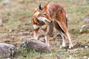 Simensis: Abyssinian / Ethiopian Wolf / Simien Jackal / Simien