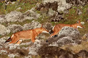 Simensis: Abyssinian / Ethiopian Wolf / Simien Jackal / Simien