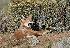 Simensis: Abyssinian / Ethiopian Wolf / Simien Jackal / Simien