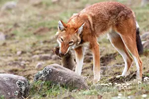 Simensis: Abyssinian / Ethiopian Wolf / Simien Jackal / Simien