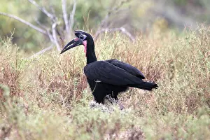 Bucorvus: Abyssinian Ground Hornbill