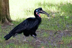 Worth: Abyssinian Ground-hornbill