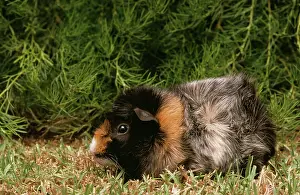 Porcellus: Abyssinian GUINEA PIG