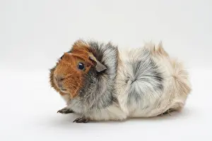 Abyssinian: Abyssinian guinea pig, sitting sideways Rosetten