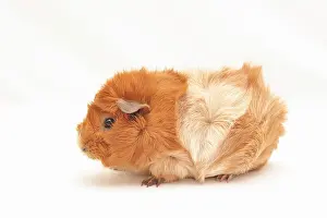 Abyssinian: Abyssinian guinea pig, standing sideways Rosetten