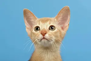 Abyssinian: Abyssinian kitten, 9 weeks, colour fawn