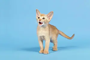 Abyssinian: Abyssinian kitten, 9 weeks, colour fawn