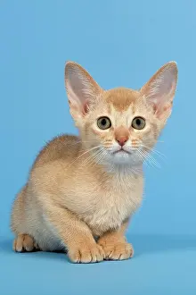 Abyssinian: Abyssinian kitten, 9 weeks, colour fawn Abessinier