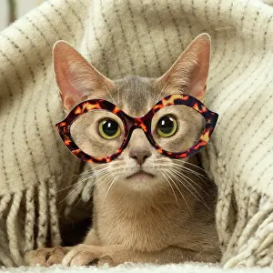 160520: Abyssinian kitten indoors wearing glasses
