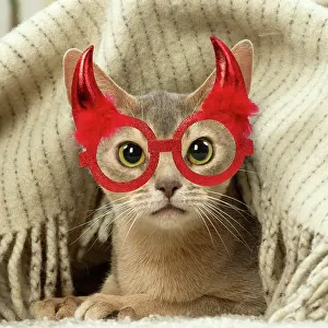 Glasses: Abyssinian kitten indoors wearing red Halloween
