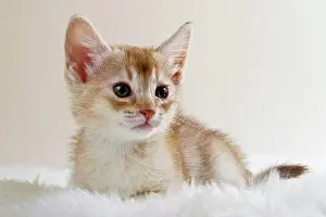 230518: Abyssinian kitten, lying