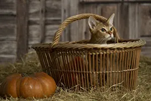 Baskets: Abyssinian kitten sitting in a basket in a barn
