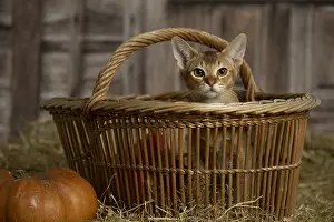 Baskets: Abyssinian kitten sitting in a basket in a barn
