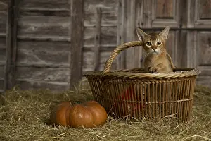 Baskets: Abyssinian kitten sitting in a basket in a barn