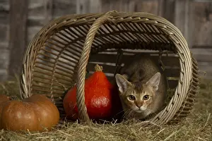 Baskets: Abyssinian kitten sitting in a basket in a barn