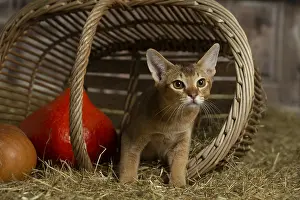 Baskets: Abyssinian kitten sitting in a basket in a barn