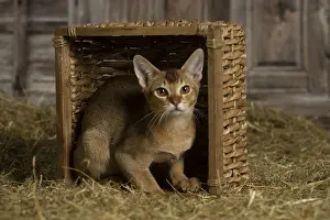 Baskets: Abyssinian kitten sitting in a basket in a barn