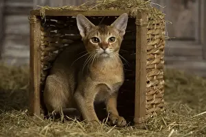 Baskets: Abyssinian kitten sitting in a basket in a barn