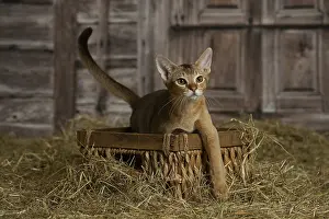 Baskets: Abyssinian kitten sitting in a basket in a barn