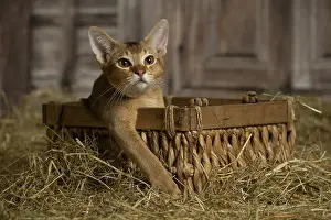 Baskets: Abyssinian kitten sitting in a basket in a barn