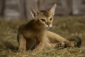 Abyssinian: Abyssinian kitten sitting in the straw in a barn