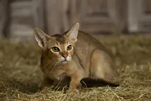 Abyssinian: Abyssinian kitten sitting in the straw in a barn