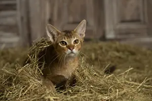 Abyssinian: Abyssinian kitten sitting in the straw in a barn