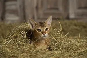 Abyssinian: Abyssinian kitten sitting in the straw in a barn