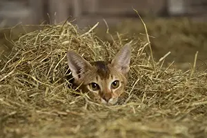 Abyssinian: Abyssinian kitten sitting in the straw in a barn
