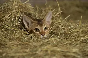 Abyssinian: Abyssinian kitten sitting in the straw in a barn