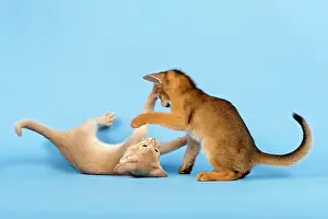 Abyssinian: Two Abyssinian kittens, 9 weeks, fawn and ruddy