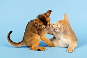 Abyssinian: Two Abyssinian kittens, 9 weeks, fawn and ruddy